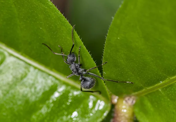 Μακροσκοπική Λήψη Αφρικανικών Μαύρων Μυρμηγκιών Πράσινο Φύλλωμα — Φωτογραφία Αρχείου