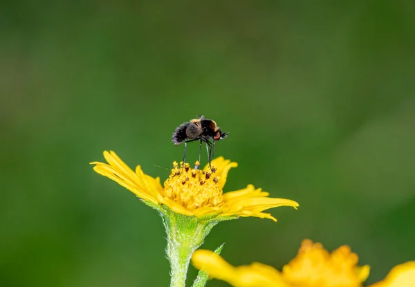 macro shooting of an African wild bee on a yellow flower