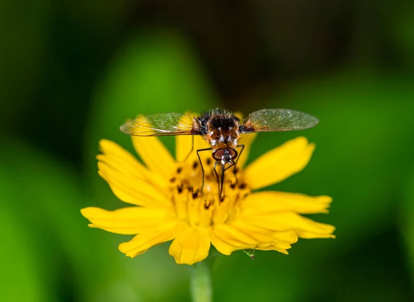 macro shooting of an African wild bee on a yellow flower