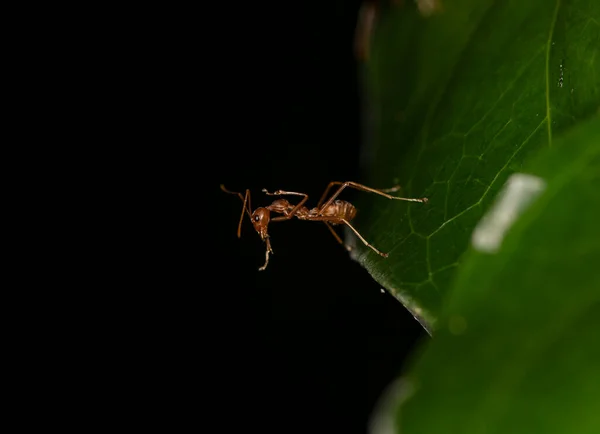 Ingefära Afrikanska Myror Sina Dagliga Aktiviteter Ett Grönt Löv — Stockfoto