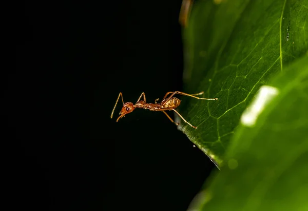 Μυρμήγκια Τζίντζερ Κάνουν Τις Καθημερινές Τους Δραστηριότητες Ένα Πράσινο Φύλλο — Φωτογραφία Αρχείου