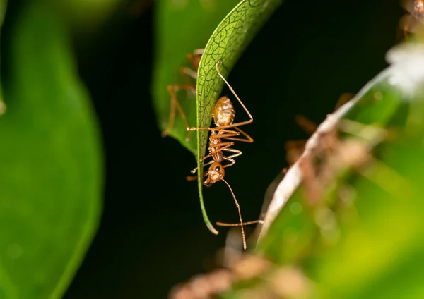 Μυρμήγκια Τζίντζερ Κάνουν Τις Καθημερινές Τους Δραστηριότητες Ένα Πράσινο Φύλλο — Φωτογραφία Αρχείου