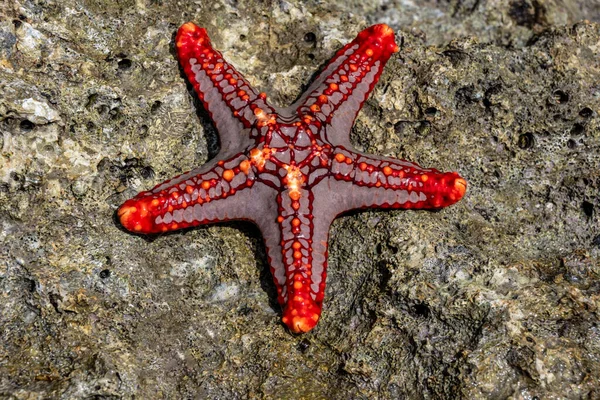 Macroripresa Vita Marina Con Bassa Marea Una Barriera Corallina — Foto Stock