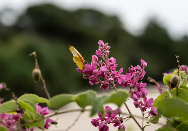 Красивая Африканская Бабочка Цветке Собирает Нектар — стоковое фото