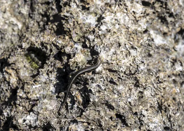 Tournage Gros Plan Insectes Africains Vivo — Photo