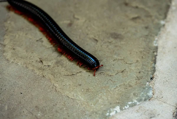 Close Filming African Insects Vivo — Stock Photo, Image