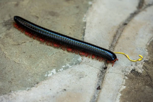 Close Filming African Insects Vivo — Stock Photo, Image