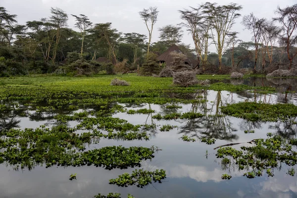 Krásná Africká Krajina Stromy Velké Jezero — Stock fotografie