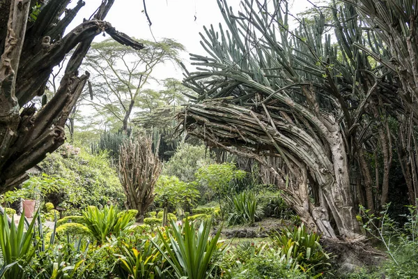 Hermoso Paisaje Africano Con Árboles Gran Lago —  Fotos de Stock