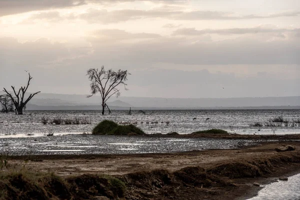 Hermoso Paisaje Africano Con Árboles Arbusto Sin Fin — Foto de Stock