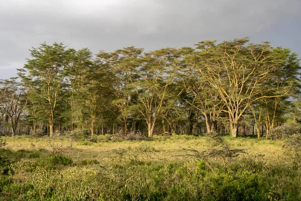 Krásná Africká Krajina Stromy Nekonečným Keřem — Stock fotografie