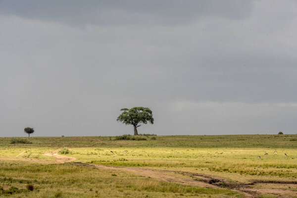 Beautiful African landscape with trees and endless bush
