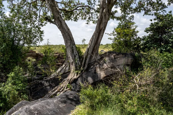 Bela Paisagem Africana Com Árvores Arbusto Sem Fim — Fotografia de Stock