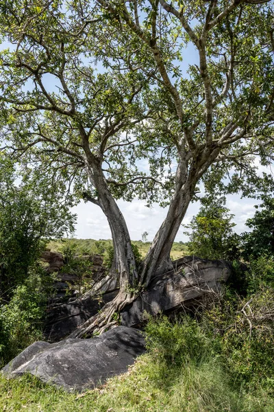 Прекрасний Африканський Краєвид Деревами Безконечним Кущем — стокове фото