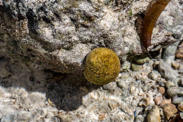 Oceano Índico Maré Baixa Quando Recifes Coral São Expostos — Fotografia de Stock