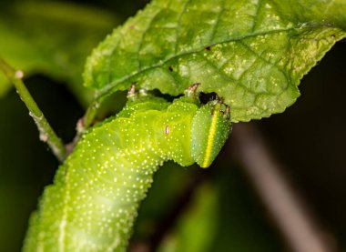 Doğal koşullarda bir yaz günü böcek avlayan makro bir makro.