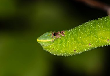 Doğal koşullarda bir yaz günü böcek avlayan makro bir makro.