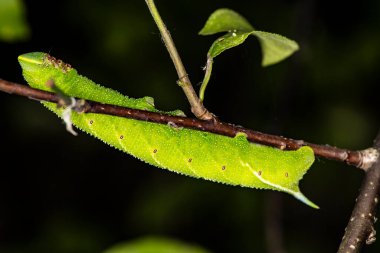 Doğal koşullarda bir yaz günü böcek avlayan makro bir makro.