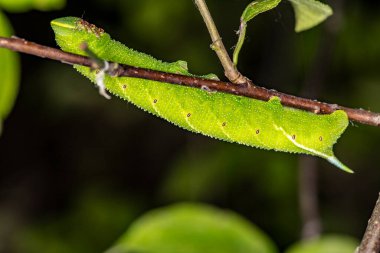 Doğal koşullarda bir yaz günü böcek avlayan makro bir makro.