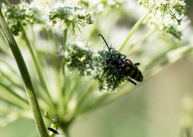 Doğal koşullarda bir yaz günü böcek avlayan makro bir makro.