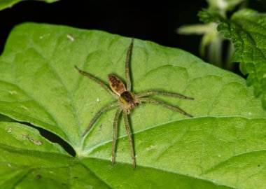 Doğal koşullarda bir yaz günü böcek avlayan makro bir makro.