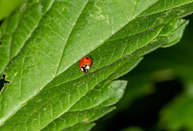Doğal koşullarda bir yaz günü böcek avlayan makro bir makro.