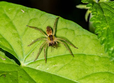 Doğal koşullarda bir yaz günü böcek avlayan makro bir makro.