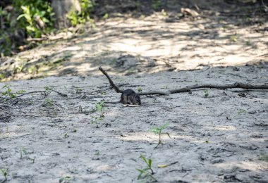 Gri nehir faresi yolda kurabiye parçaları buldu.