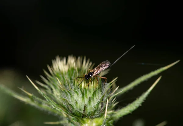 Makro Skytte Insekter Sommardag Naturliga Förhållanden — Stockfoto