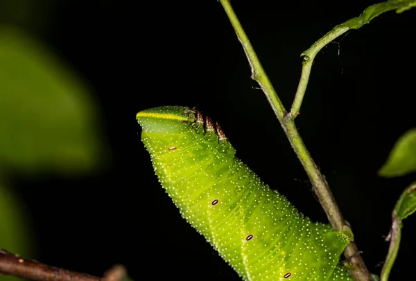 Macro Schietende Insecten Een Zomerdag Natuurlijke Omstandigheden — Stockfoto