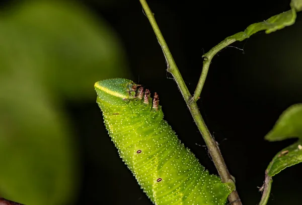Makro Fotografování Hmyzu Letního Dne Přirozených Podmínkách — Stock fotografie