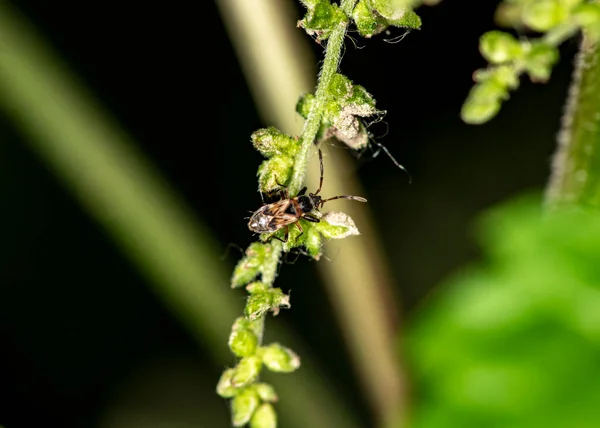 Macro Schietende Insecten Een Zomerdag Natuurlijke Omstandigheden — Stockfoto