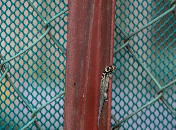 绿色格子背景上木制齿条上的蜥蜴 — 图库照片
