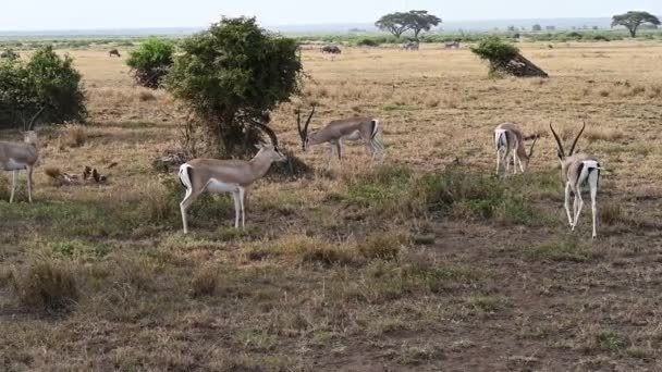 Antilopen Zebra Grazen Vredig Uitgestrekte Savanne — Stockvideo