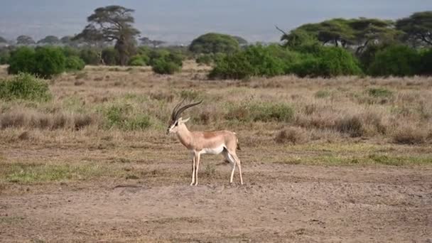 Антилопы Зебры Мирно Пасутся Обширной Саванне — стоковое видео