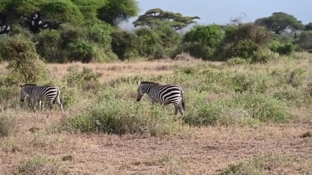 羚羊和斑马在广阔的草原上和平地吃草 — 图库视频影像