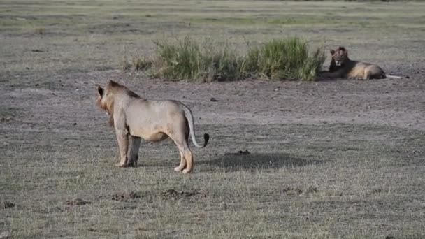 Leeuwen Rusten Stralen Van Ondergaande Zon Een Groen Gazon — Stockvideo