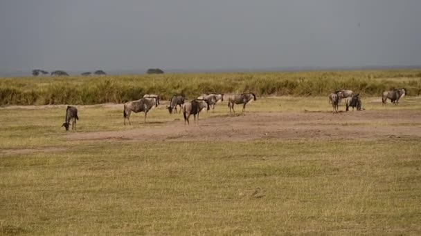 Antilopen Zebra Grazen Vredig Uitgestrekte Savanne — Stockvideo