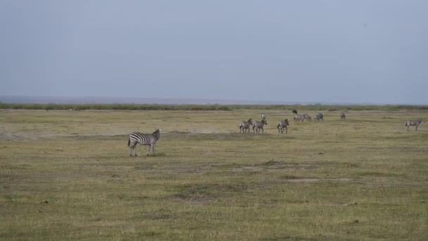 Antílopes Cebras Pastan Pacíficamente Vasta Sabana — Vídeos de Stock