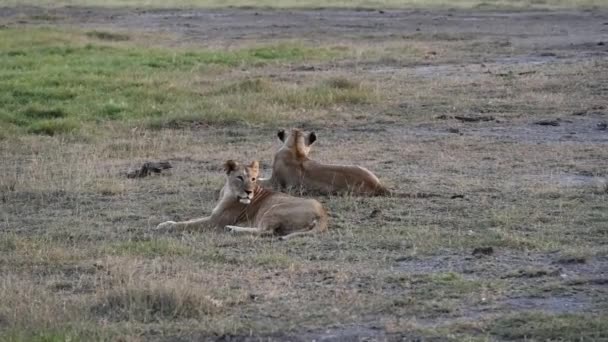 Leones Están Descansando Los Rayos Del Sol Poniente Césped Verde — Vídeos de Stock