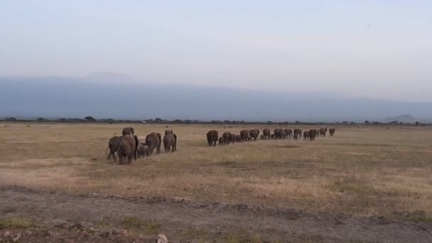 Familie Mare Elefanți Migrează Savană Căutarea Hranei — Videoclip de stoc