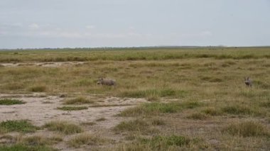 Savanadaki uzun otların arasında vahşi yaban domuzları 