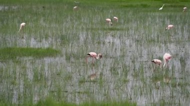 Güzel kuşlar yeşil çimenli büyük bir gölde avlanır. 