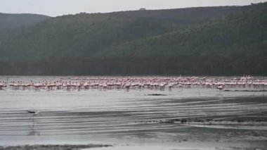 Gün batımında büyük bir gölde pembe flamingolar. 