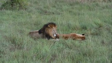 Uzun otların arasında bir çift aslan dinleniyor ve birbirlerine şefkatle davranıyorlar. 