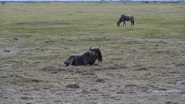 Antilopes Zèbres Broutent Paisiblement Sur Vaste Savane — Video