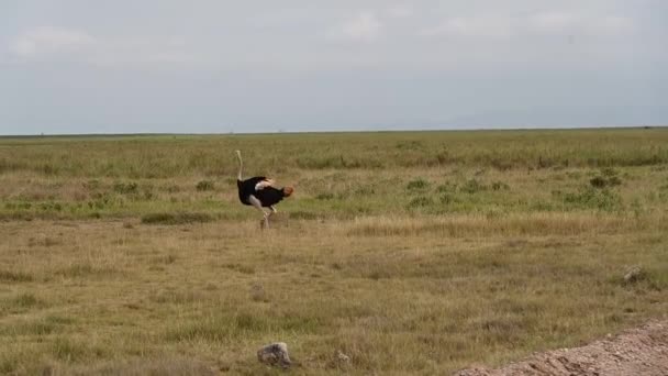 Mooie Vogels Van Savanne Gebruikelijke Setting Het Nationale Park — Stockvideo