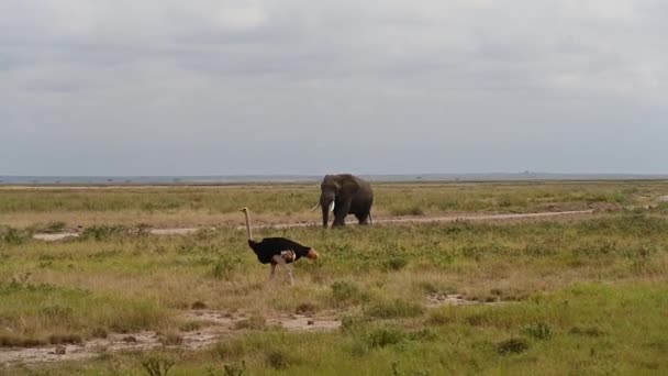 Una Grande Famiglia Elefanti Migra Attraverso Savana Cerca Cibo — Video Stock
