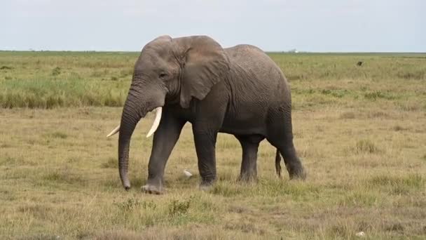 Grote Afrikaanse Olifanten Een Nationaal Park Uitgestrekte Savanne — Stockvideo