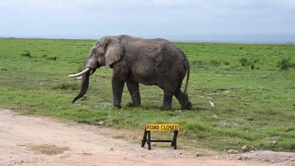 Duże Afrykańskie Słonie Parku Narodowym Rozległej Sawannie — Wideo stockowe